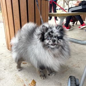 Lax STUD SERVICE POMERANIAN AKC