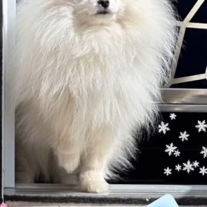 Olaf STUD SERVICE WHITE POMERANIAN