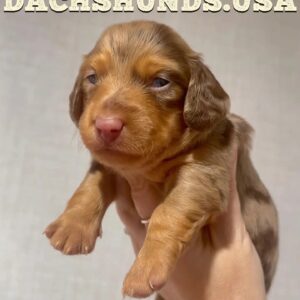 Male Dapple Long Hair chocolate with tan points