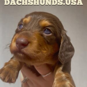 Male Long Hair chocolate with tan points