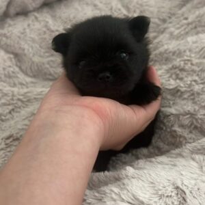 Male Pomeranian Smallest