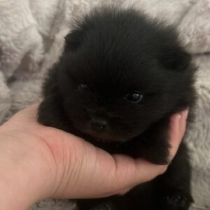 Male Pomeranian