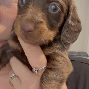 Male mini Dachshund Long hair