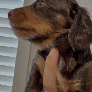 Male mini Dachshund Long hair